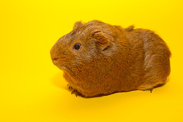 Image showing A guinea pig 