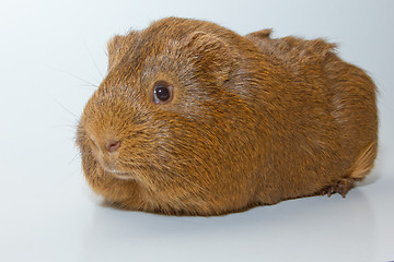 Image showing A guinea pig 