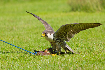 Image showing A falcon in captivity