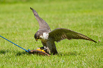 Image showing A falcon in captivity