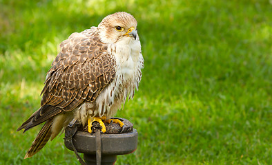 Image showing A falcon in captivity