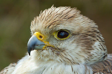 Image showing A close-up of a falcon