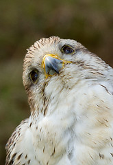 Image showing A close-up of a falcon