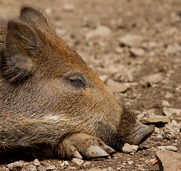 Image showing A wild boar is resting