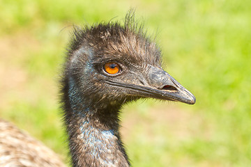 Image showing A close-up of an emu 