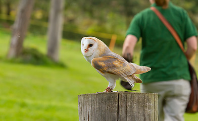 Image showing An owl in captivity