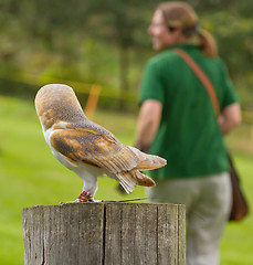 Image showing An owl in captivity