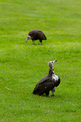 Image showing Two hooded vultures