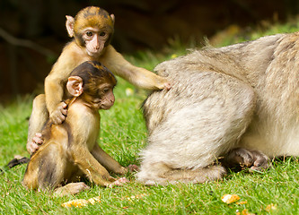 Image showing Two young apes