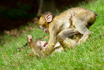 Image showing Two young monkey fighting 