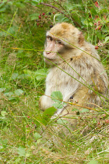 Image showing A monkey is searching