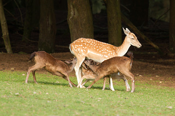 Image showing A fallow-deer is feeding