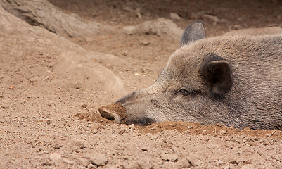 Image showing A wild boar is resting