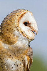 Image showing A sitting owl
