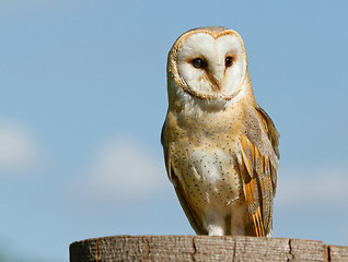 Image showing A sitting owl