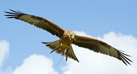 Image showing A long-legged buzzard