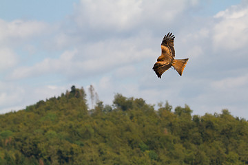 Image showing A long-legged buzzard