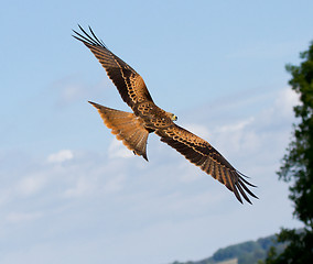 Image showing A long-legged buzzard