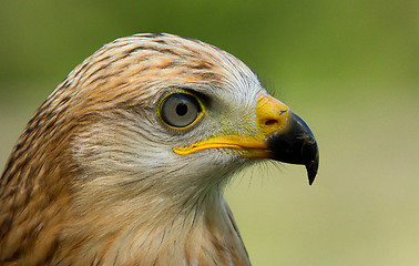 Image showing A long-legged buzzard