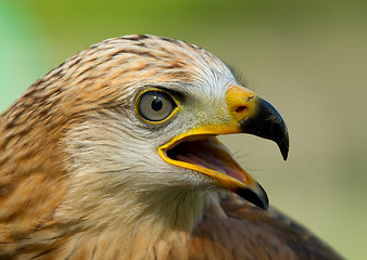 Image showing A long-legged buzzard