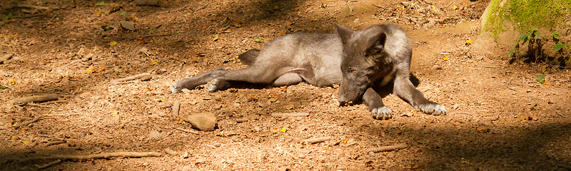 Image showing A young wolf