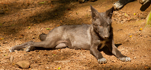 Image showing A young wolf