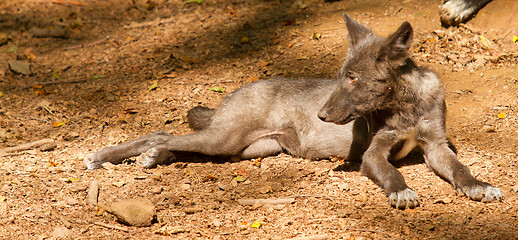 Image showing A young wolf