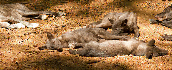 Image showing A group of young wolves