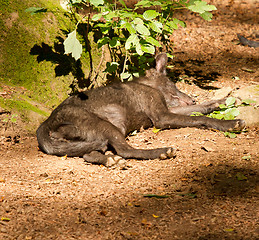 Image showing A young wolf