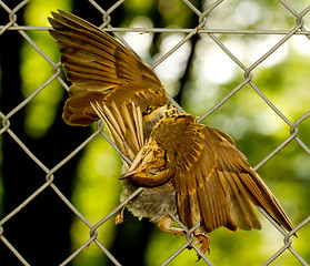 Image showing A dead bird