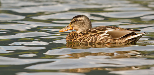 Image showing A wild duck