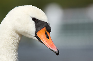 Image showing A closeup of a swan