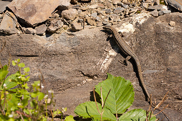 Image showing A lizard on a rock