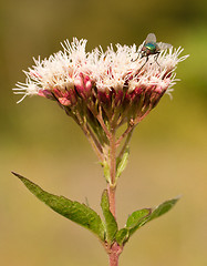 Image showing A fly on a pink flower