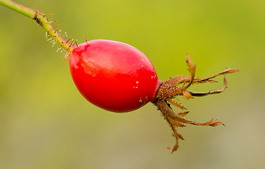 Image showing Seed of Hibiscus