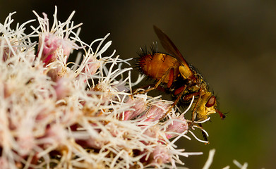 Image showing A fly is sitting