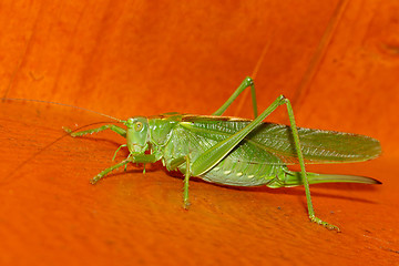 Image showing A grasshopper