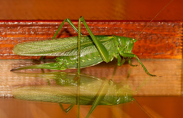 Image showing A grasshopper
