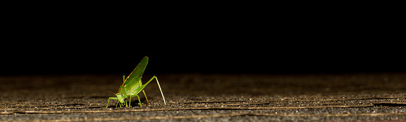 Image showing A grasshopper