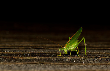 Image showing A grasshopper