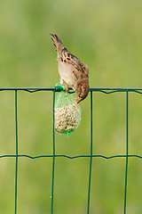 Image showing A sparrow is eating