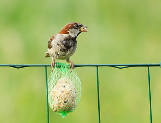 Image showing A sparrow is eating