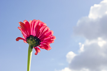 Image showing Pink flower bloom closeup on background blue sky 