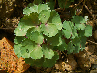 Image showing leaves in full sun