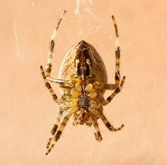 Image showing A cross spider