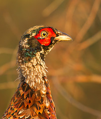 Image showing A pheasant