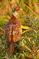 Image showing A pheasant