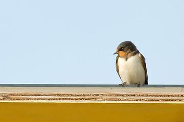 Image showing A young swallow