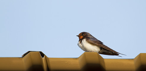 Image showing A young swallow