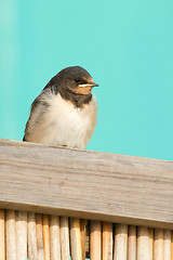 Image showing A young swallow